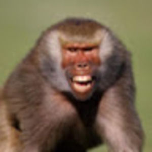 Meet your Posher, Elijah